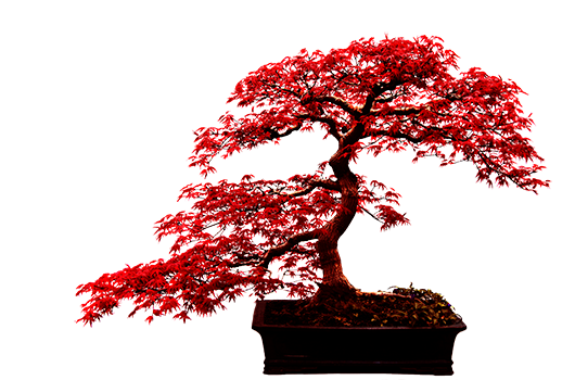 Japanese maple bonsai with red leaves in a rectangular pot.