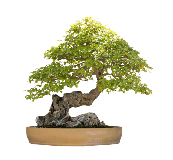 Bonsai av lövträd med intressant krokig stam, planterad på sten.